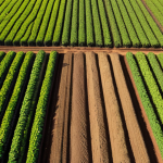 **

A vibrant aerial view of a Brazilian soybean farm using no-till farming (Sistema de Plantio Direto - SPD) in Mato Grosso. See healthy, dark soil covered with crop residue. Capture the transition from degraded soil to fertile land, with lush green soybean plants thriving. Focus on the carbon sequestration and improved water retention.

**
